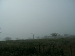 Nevoeiro nas plantações (Foto: Juvenal Silva)
